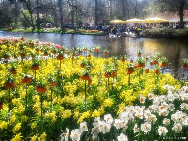 Ogr&oacute;d Keukenhof. Tulipanowy raj.