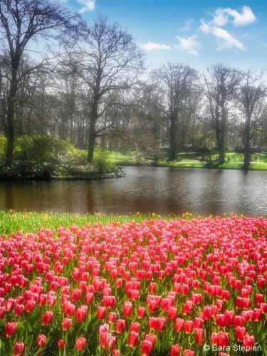Ogr&oacute;d Keukenhof. Tulipanowy raj.