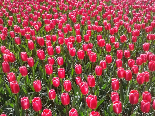 Ogr&oacute;d Keukenhof. Tulipanowy raj.