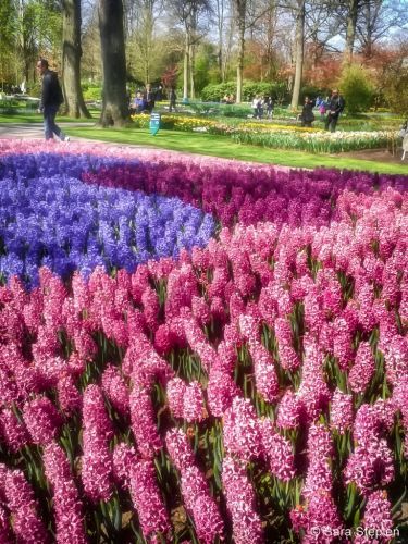 Ogr&oacute;d Keukenhof. Tulipanowy raj.