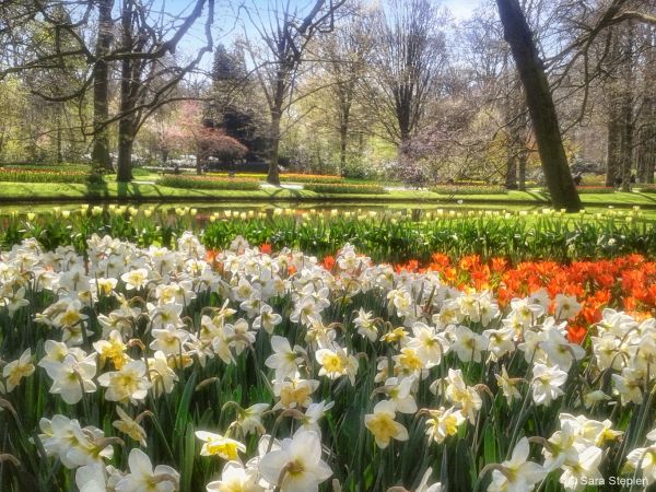 Ogr&oacute;d Keukenhof. Tulipanowy raj.