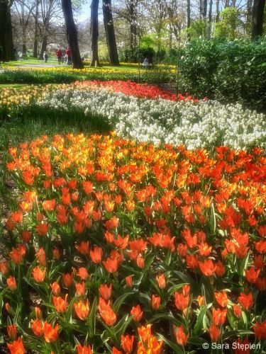 Ogr&oacute;d Keukenhof. Tulipanowy raj.