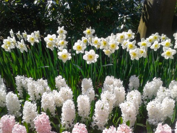 Ogr&oacute;d Keukenhof. Tulipanowy raj.
