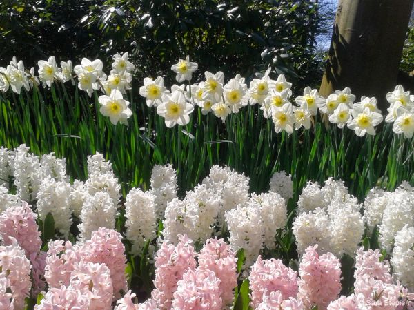 Ogr&oacute;d Keukenhof. Tulipanowy raj.