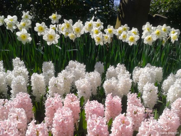 Ogr&oacute;d Keukenhof. Tulipanowy raj.