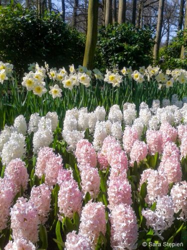 Ogr&oacute;d Keukenhof. Tulipanowy raj.