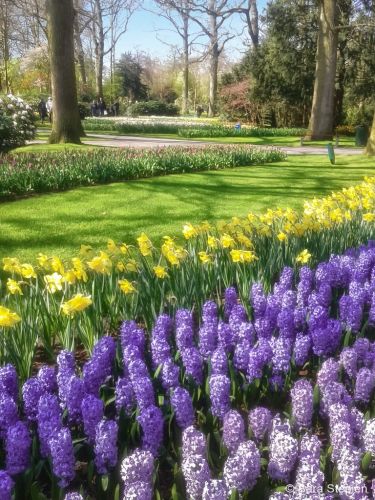 Ogr&oacute;d Keukenhof. Tulipanowy raj.