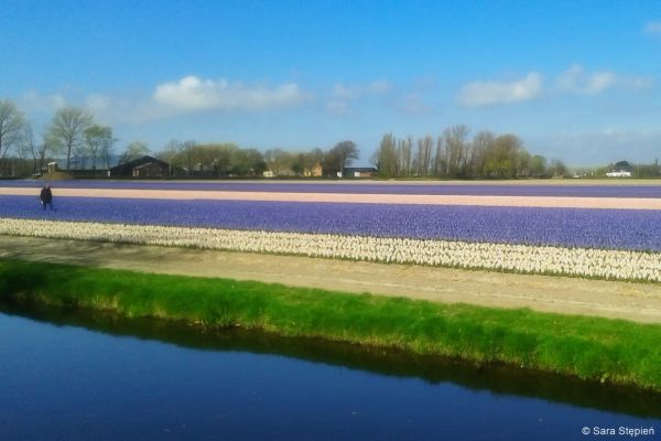 Ogr&oacute;d Keukenhof. Tulipanowy raj.