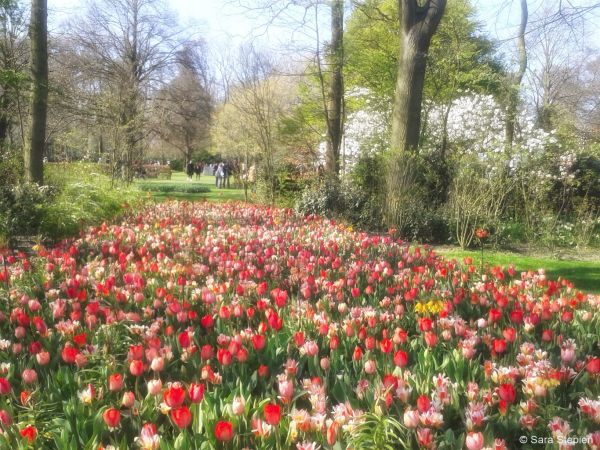 Ogr&oacute;d Keukenhof. Tulipanowy raj.