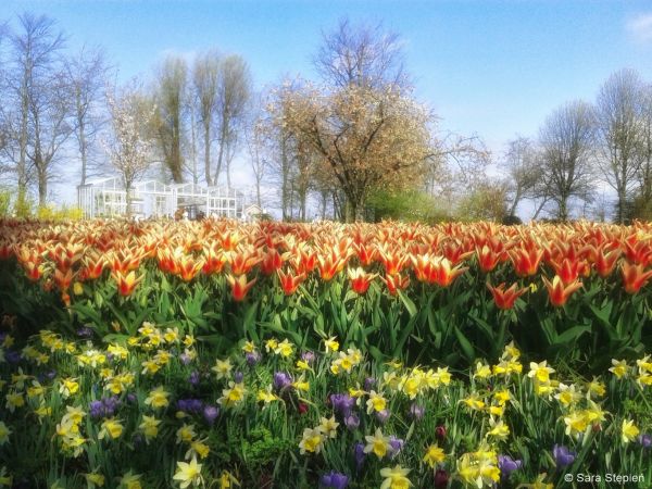 Ogr&oacute;d Keukenhof. Tulipanowy raj.