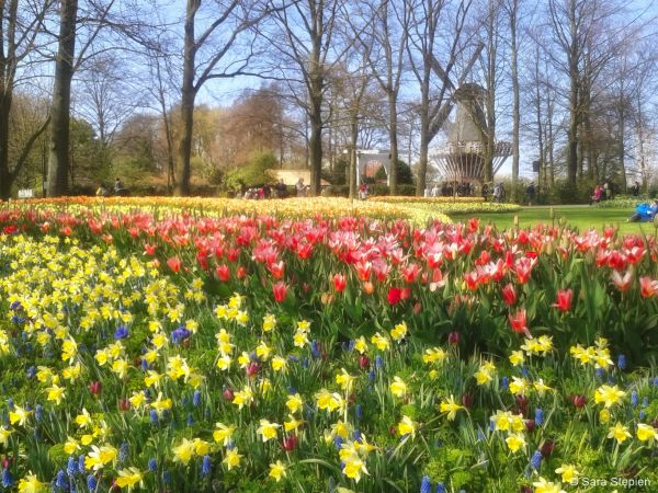 Ogr&oacute;d Keukenhof. Tulipanowy raj.