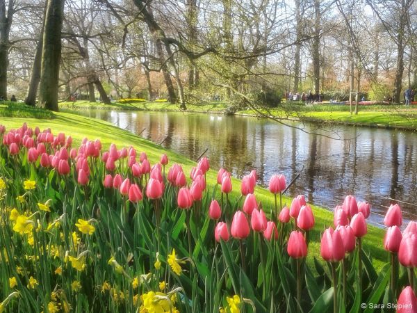 Ogr&oacute;d Keukenhof. Tulipanowy raj.