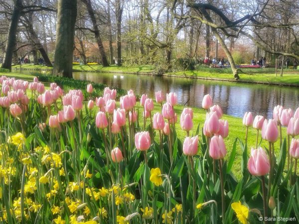 Ogr&oacute;d Keukenhof. Tulipanowy raj.