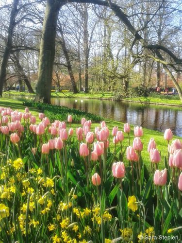 Ogr&oacute;d Keukenhof. Tulipanowy raj.