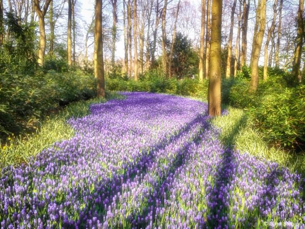 Ogr&oacute;d Keukenhof. Tulipanowy raj.