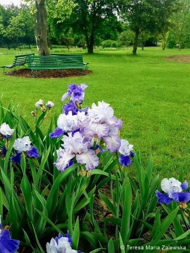 Ogr&oacute;d botaniczny w Powsinie