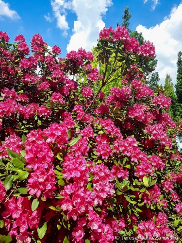 Ogr&oacute;d botaniczny w Powsinie