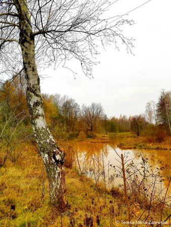 Złota Jesień