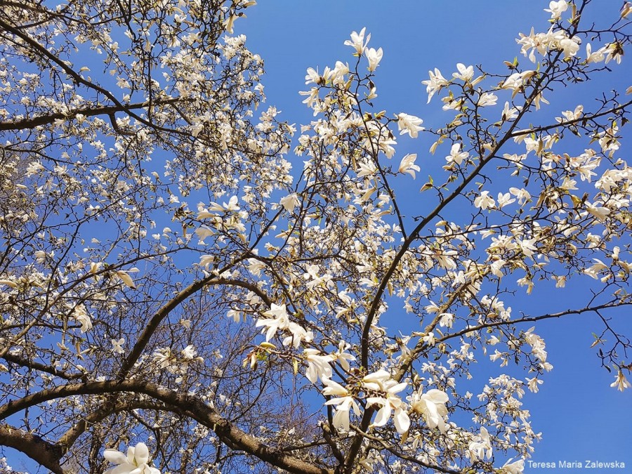 Wiosna w Jabłonnie