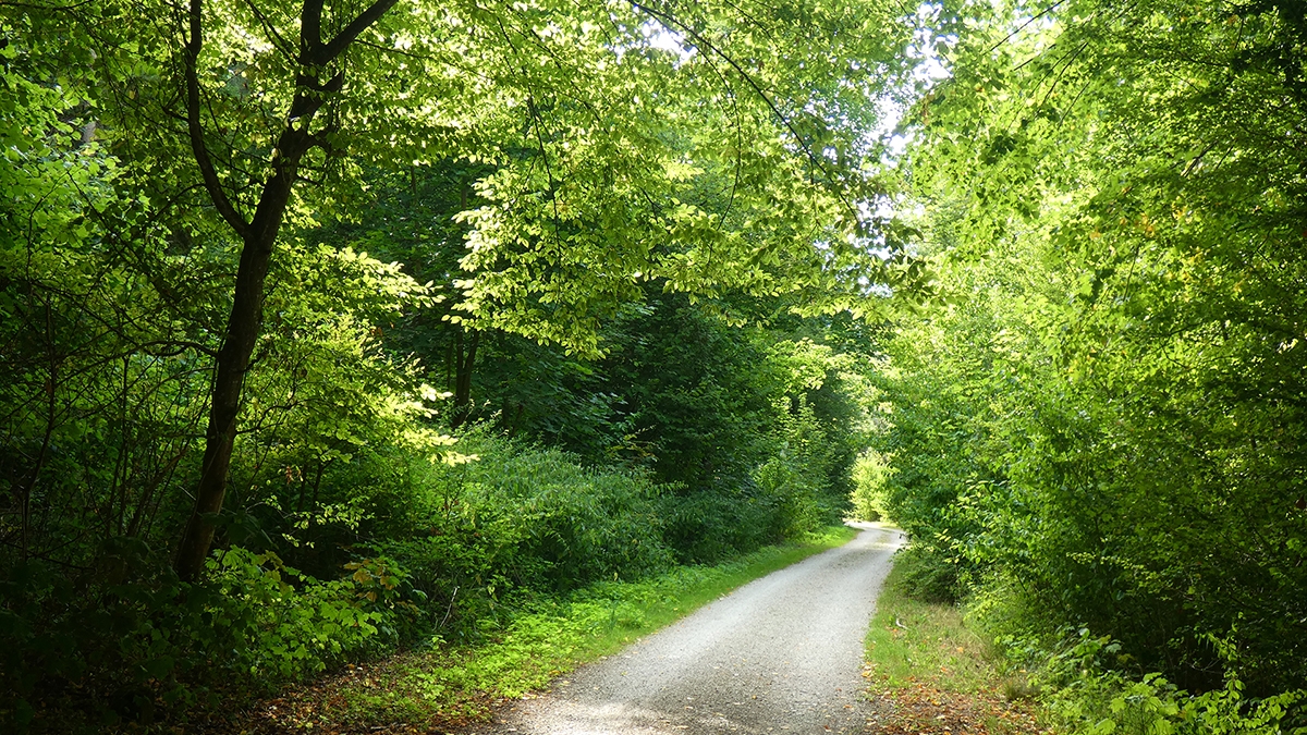 Rozw&oacute;j MCCLXX