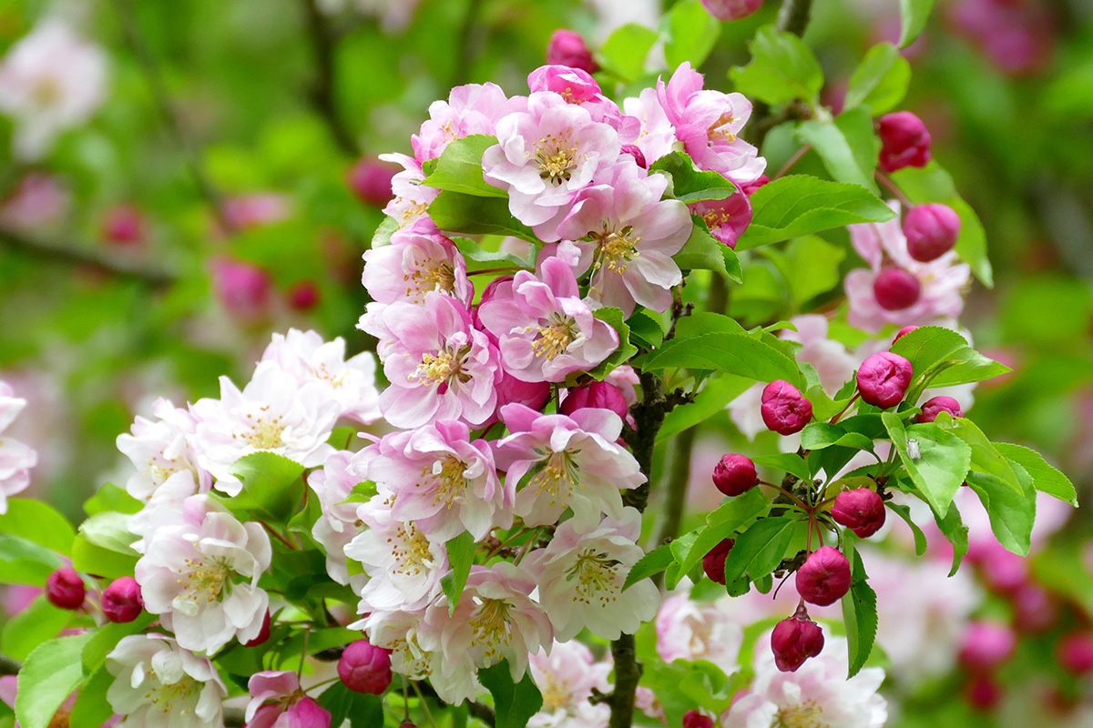 Rozw&oacute;j DCLXXX