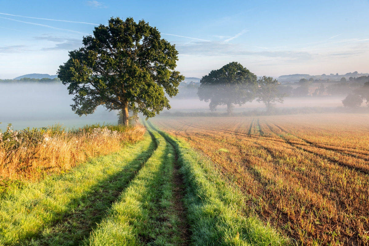 Rozw&oacute;j DCCXCIV