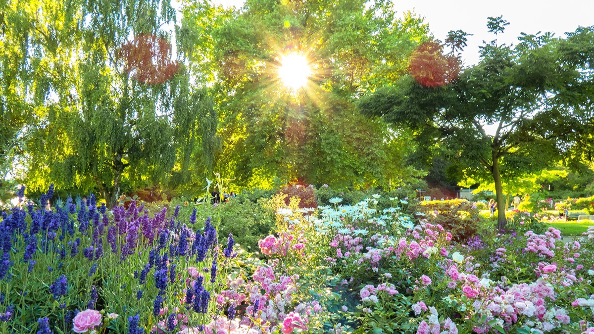 Rozw&oacute;j MCCCLXVII