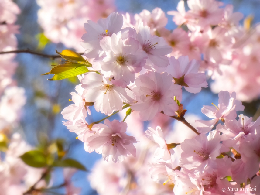 Rozw&oacute;j DXLIII