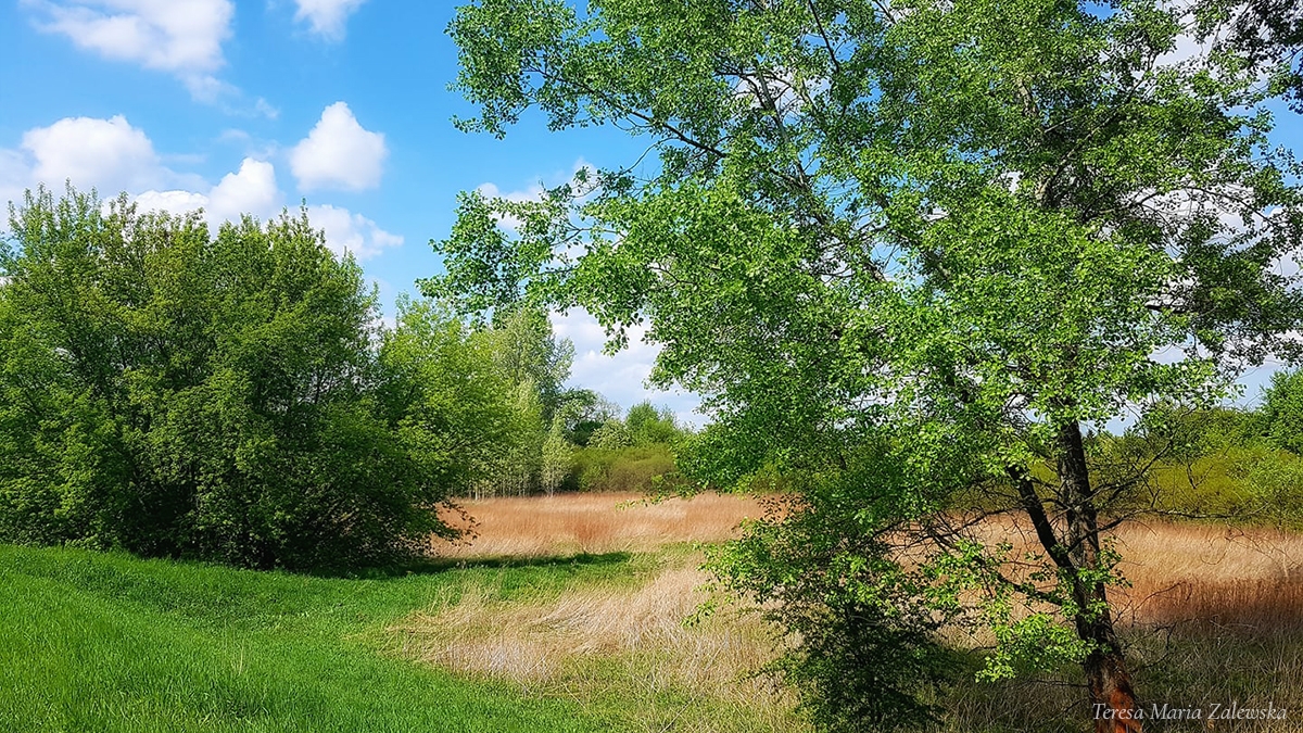 Rozw&oacute;j CMLXXII