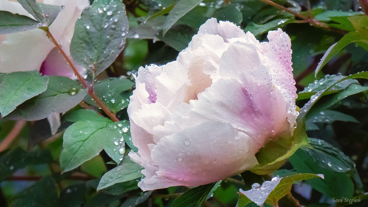 Rozw&oacute;j MCCXXXII