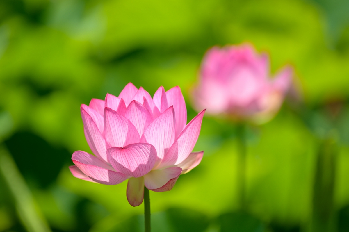 Rozw&oacute;j DCCLXXXI