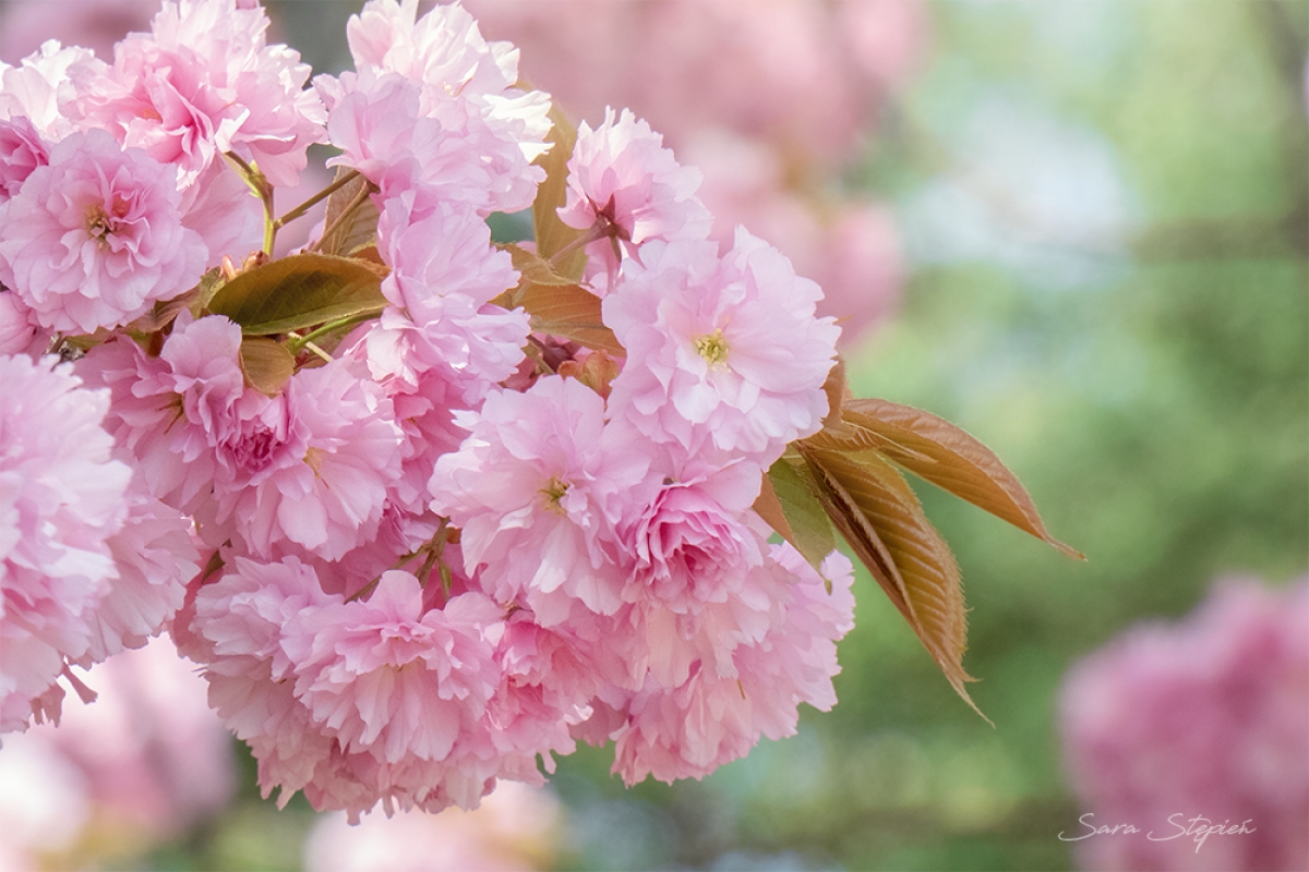 Rozw&oacute;j CDLXXVIII