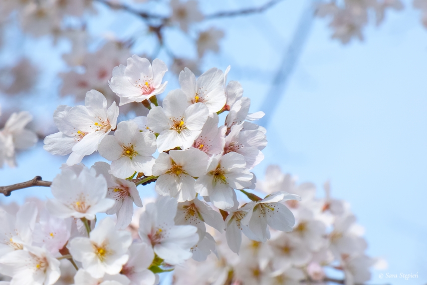 Rozw&oacute;j CDXXVIII