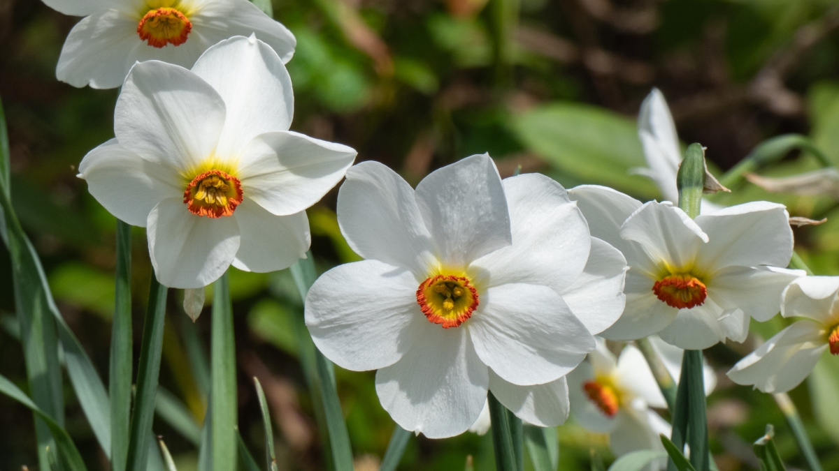 Rozw&oacute;j MCDXVIII