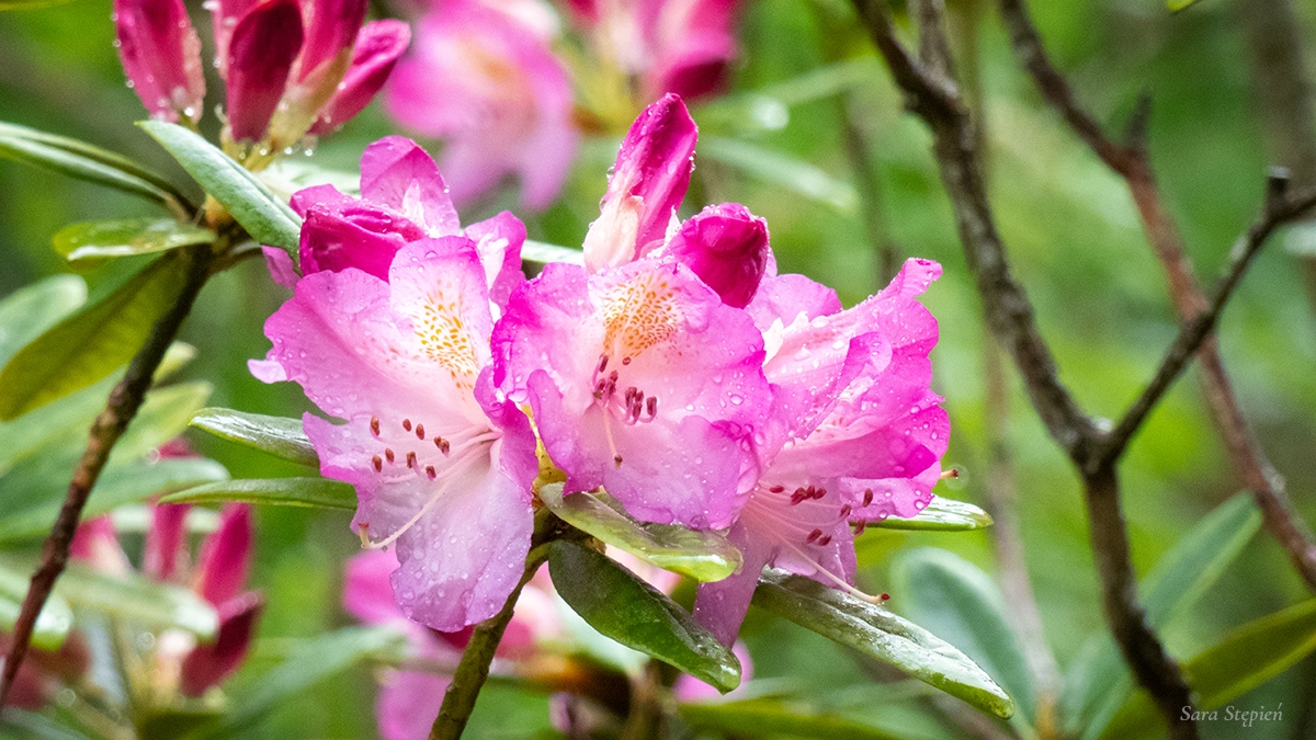 Rozw&oacute;j MCCXXXI