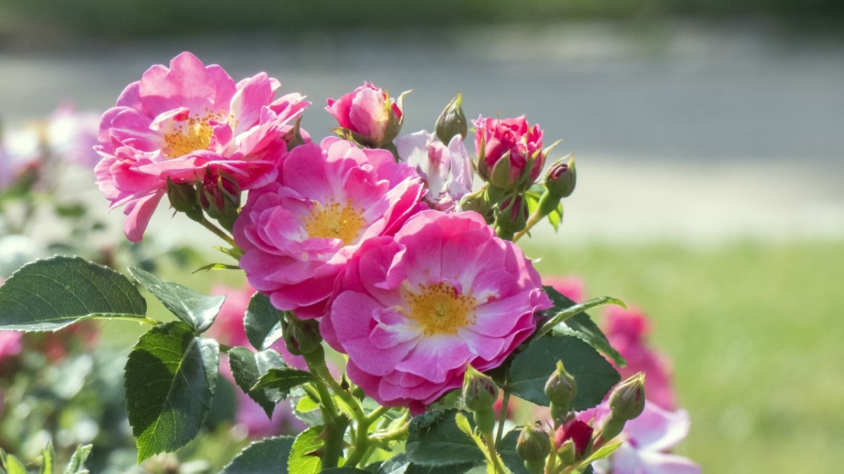 Rozw&oacute;j MCCCLX