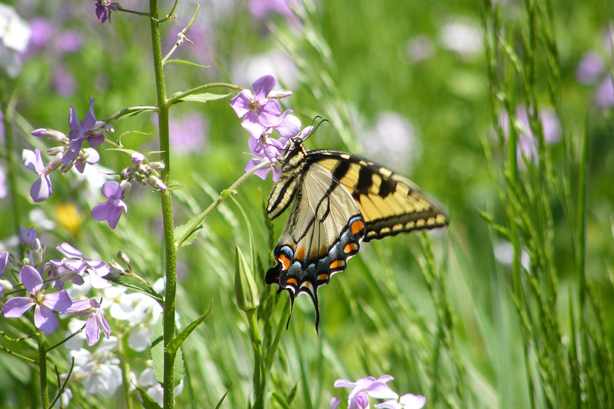 Rozw&oacute;j DCLXXXIII