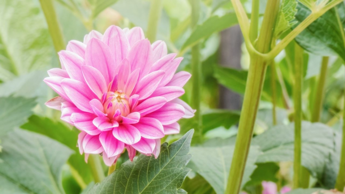 Rozw&oacute;j MCCCLXVI