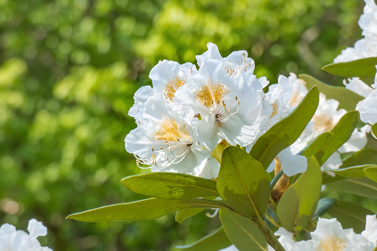 Rozw&oacute;j DCCXVII