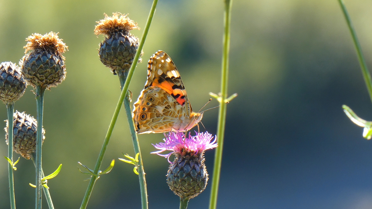 Rozw&oacute;j MCCLIV