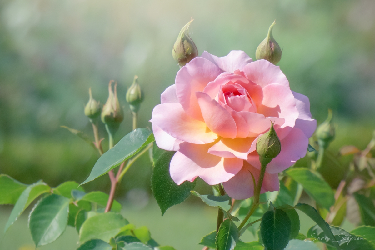 Rozw&oacute;j CDLXVIII