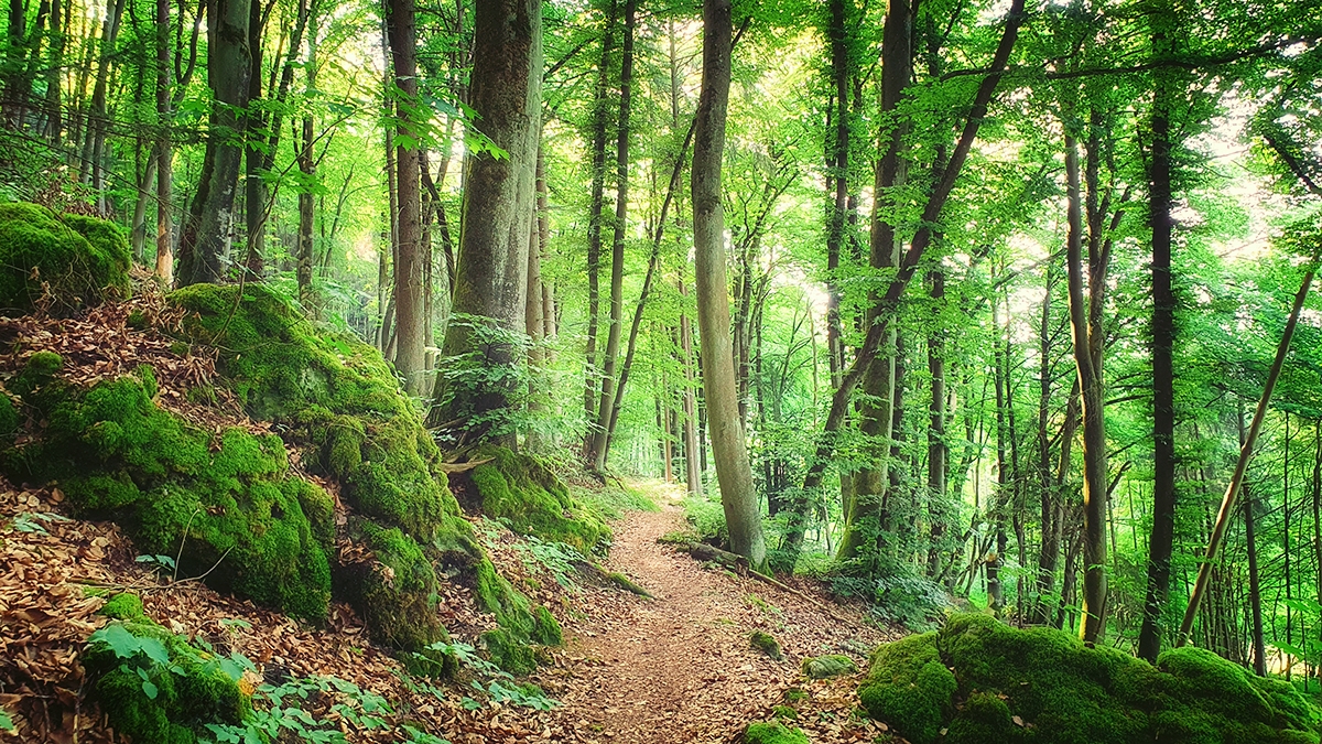 Rozw&oacute;j MCCLXXV