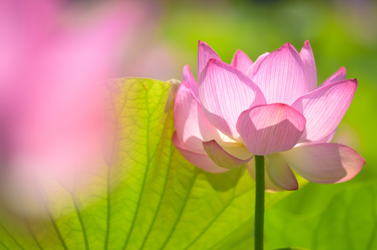 Rozw&oacute;j DCCLXXXII