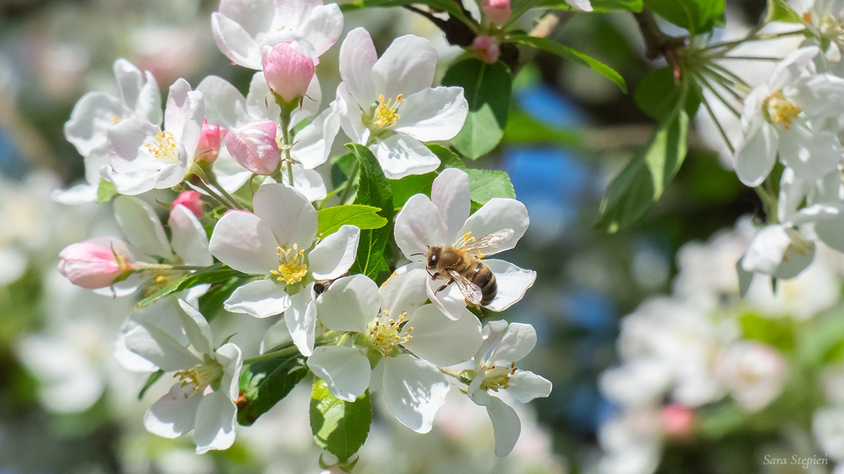 Rozw&oacute;j CMXLVI