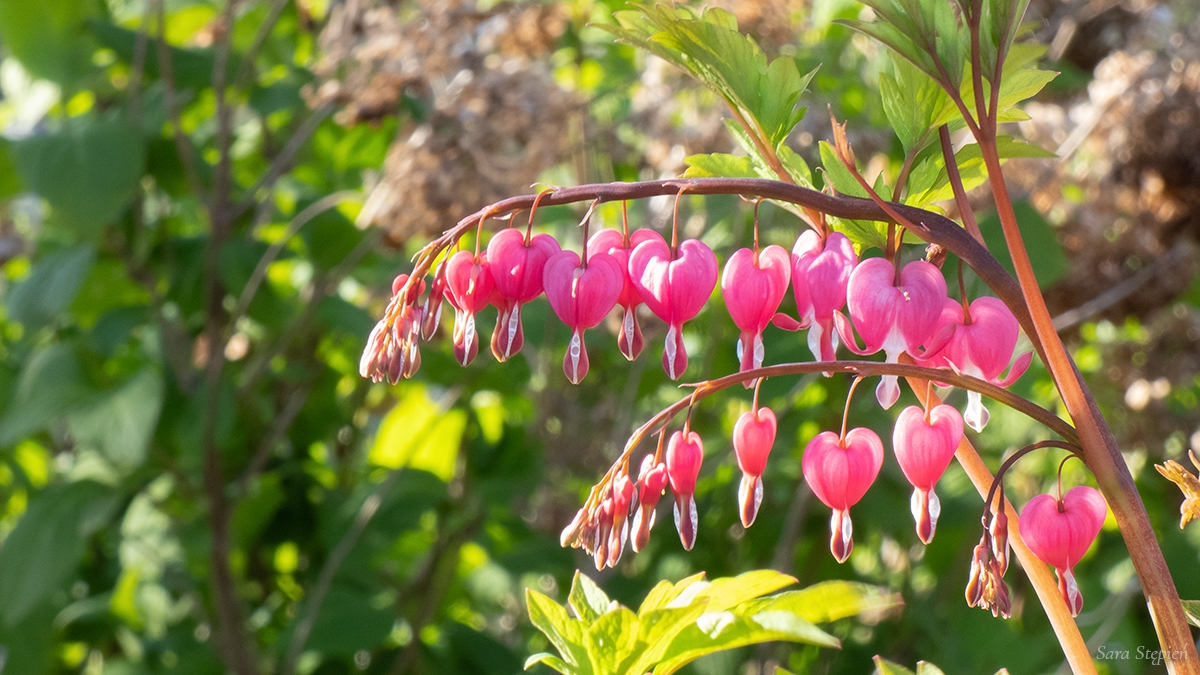 Rozw&oacute;j CMLIII