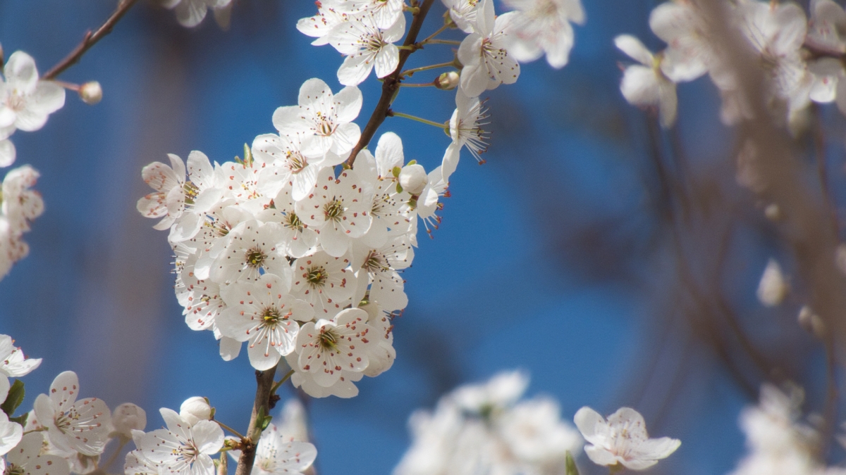 Rozw&oacute;j MDLXVII