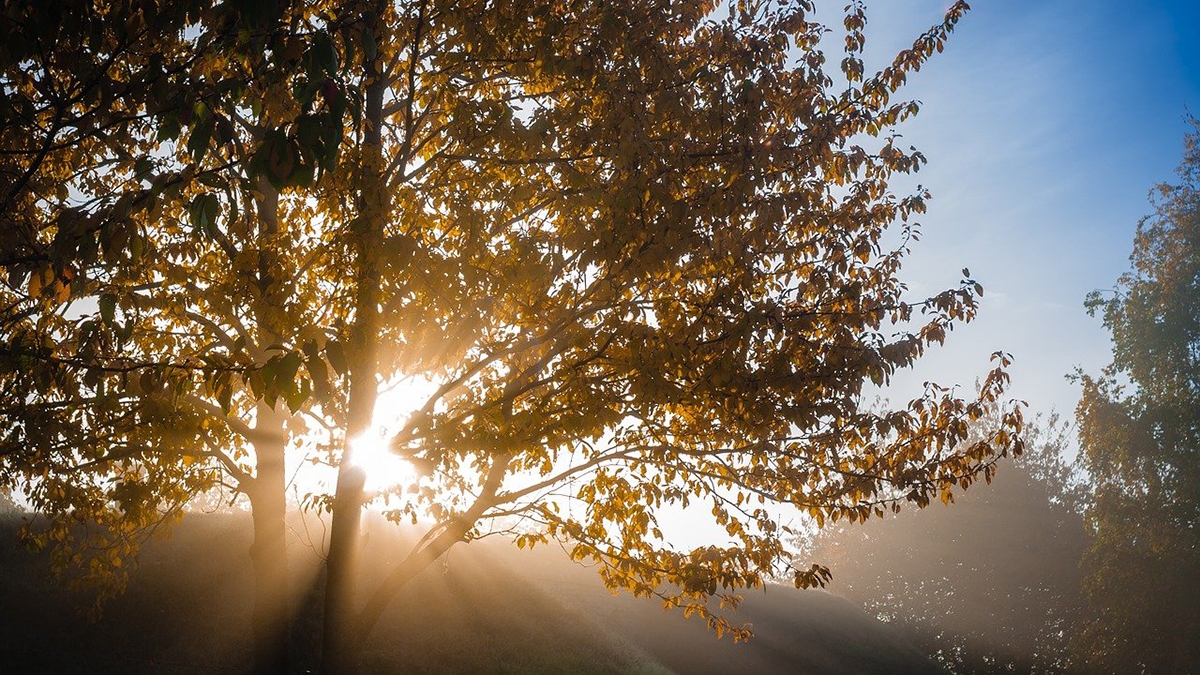 Rozw&oacute;j MXLVIII