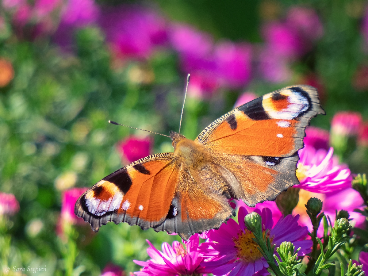 Rozw&oacute;j DXCVIII