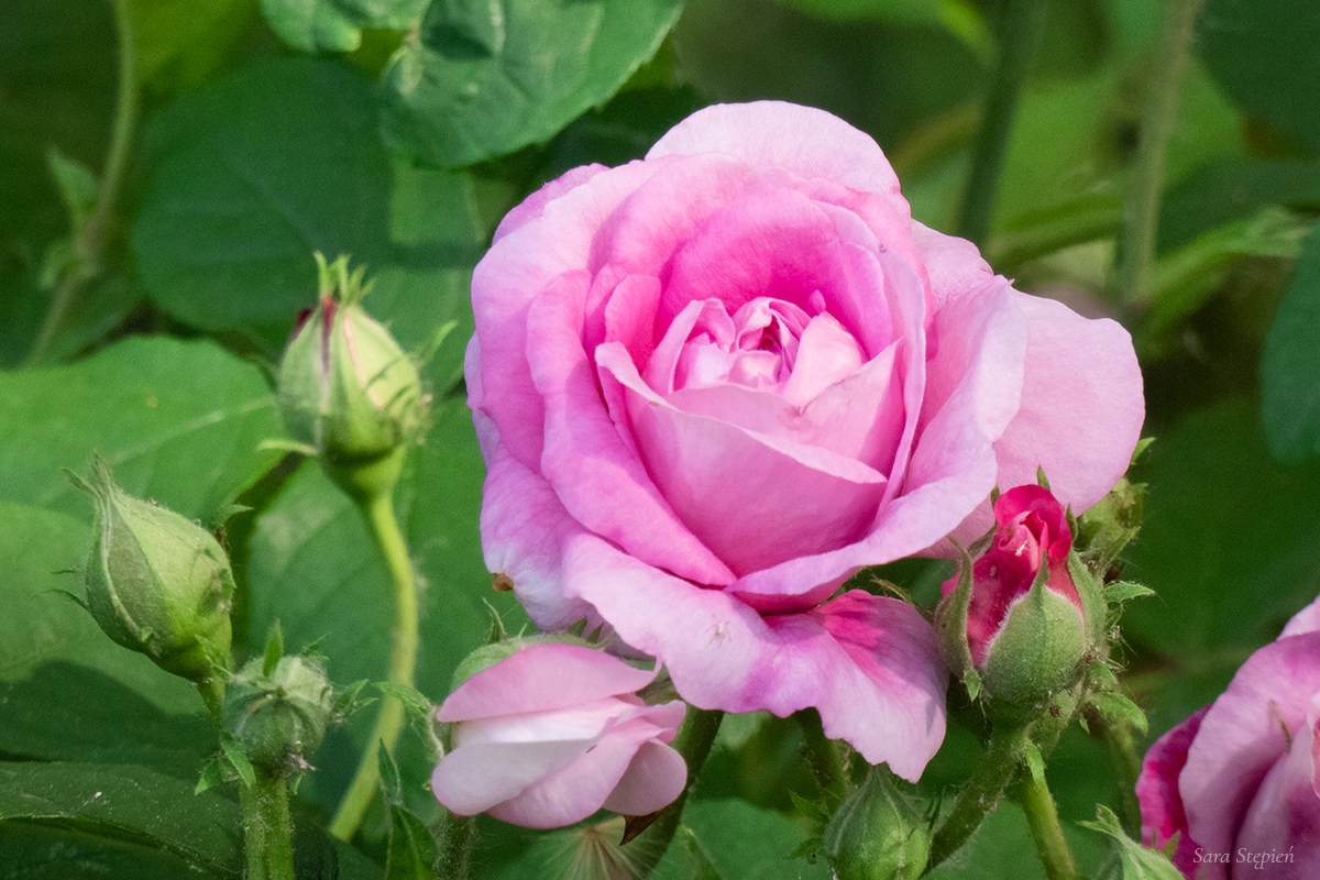 Rozw&oacute;j DCCIII