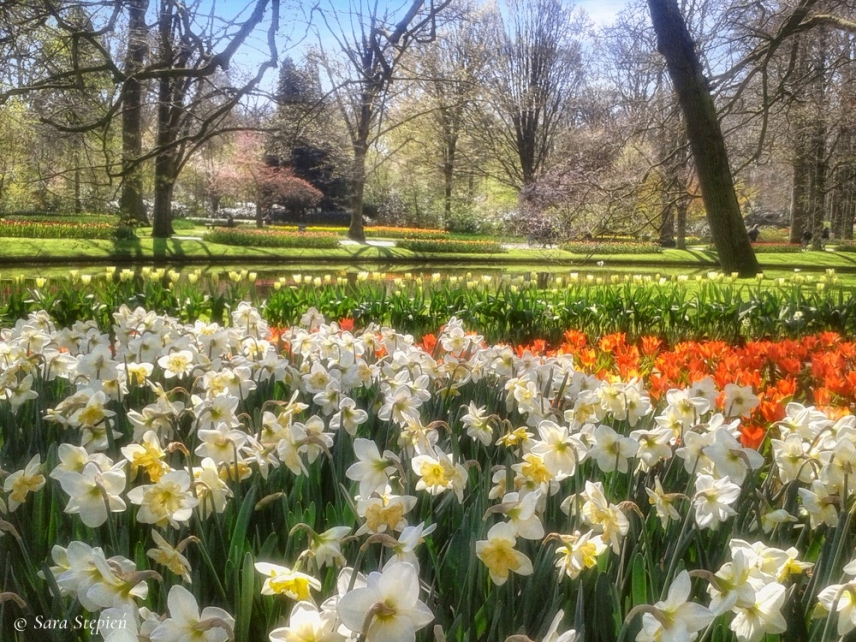 Rozw&oacute;j CCLXXVI